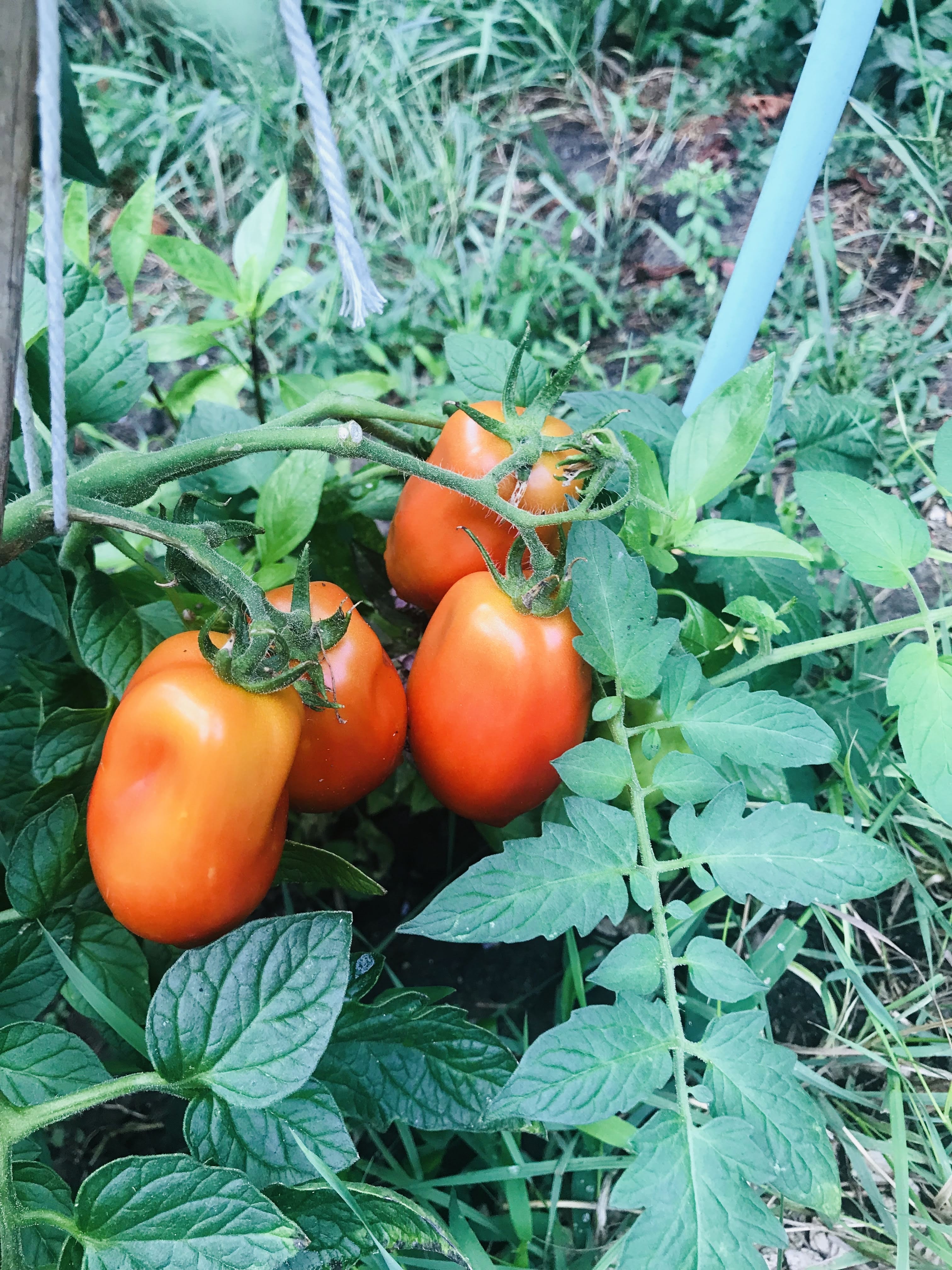 plant de tomates
