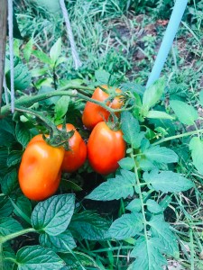 plant de tomates