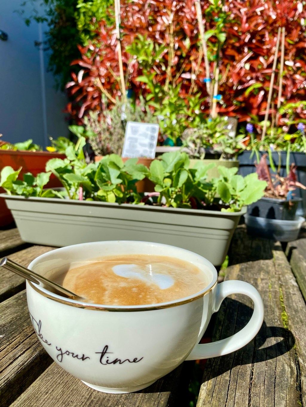 Une tasse de latte devant des plants qui poussent avec inscrit :"Take your time"