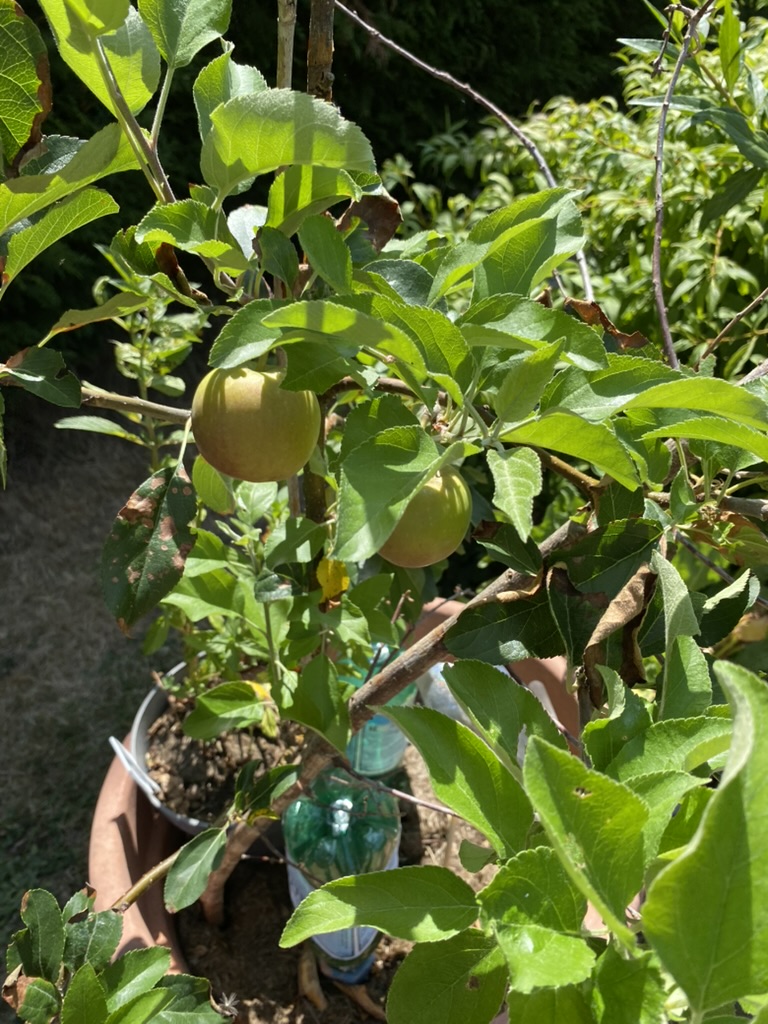 Pommier nain de mon jardin