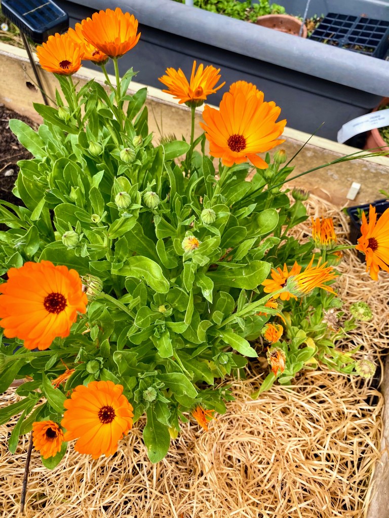 Calendula (Souci)