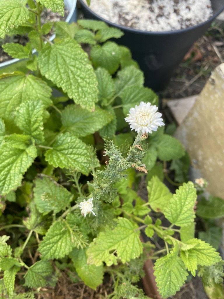 Camomille