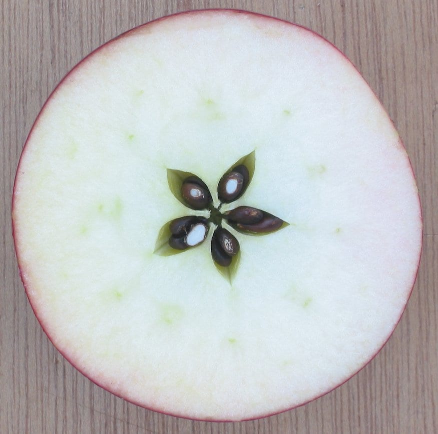 tranche de pomme coupée à l'horizontale pour voir apparaître les graines sous forme d'étoile