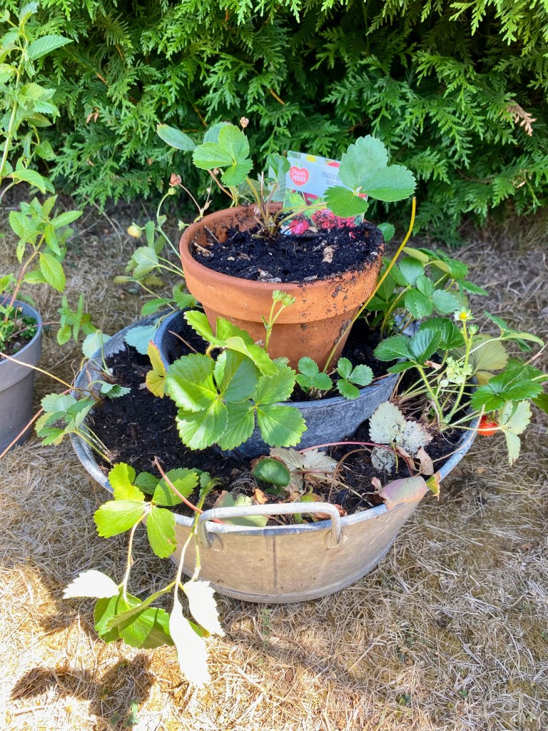 Pot pour fraisiers à étage