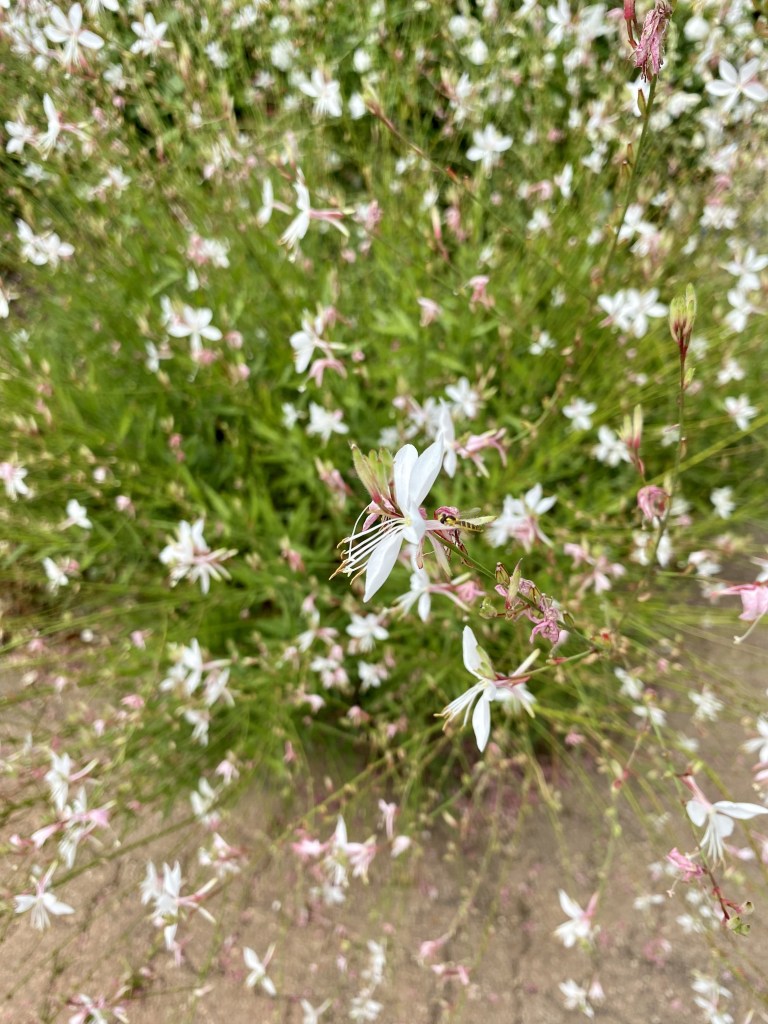 Gaura