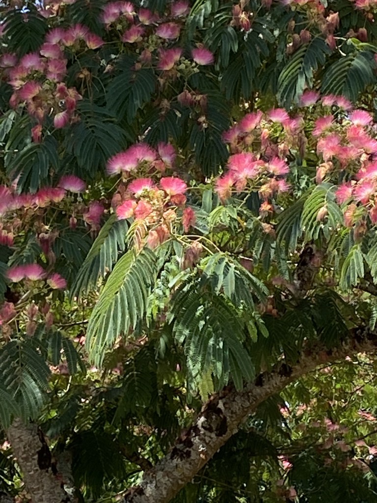 Arbre à soie