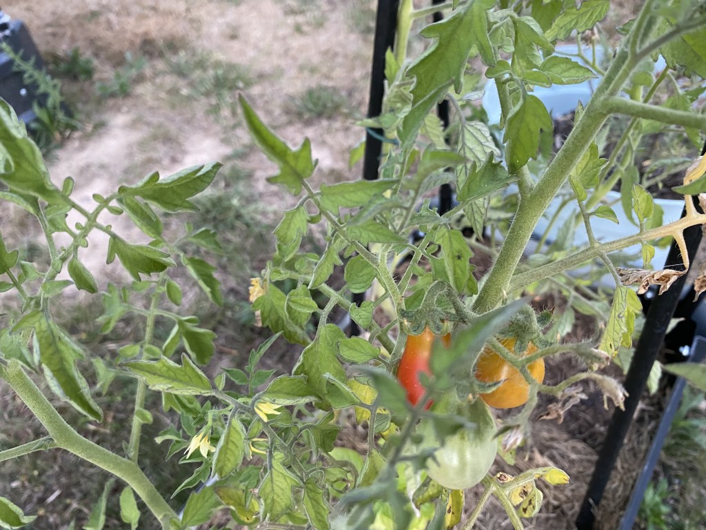 Tomates cerises