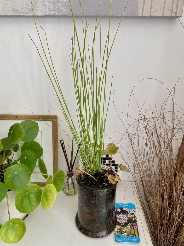 Plantes d'eau en vase