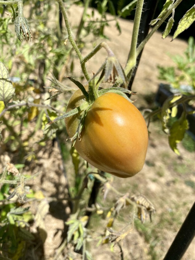 Tomate coeur de boeuf