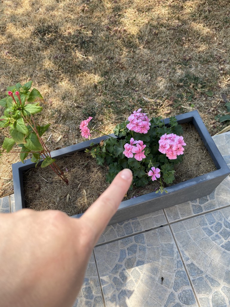 Et là, un p'tit géranium