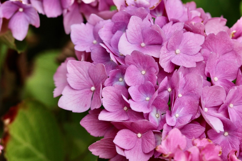 Hortensia