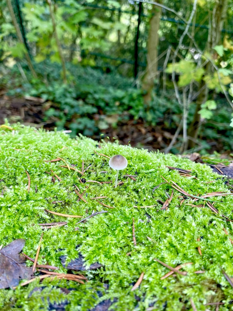 champignon dans la mousse