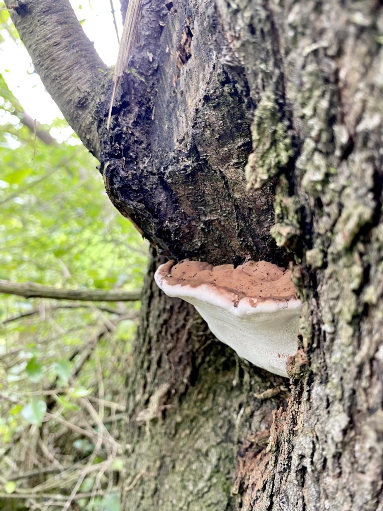 Champignon sur un tronc d'arbre