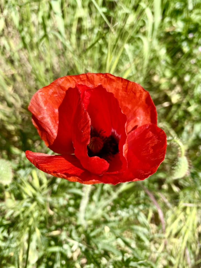 Pavots