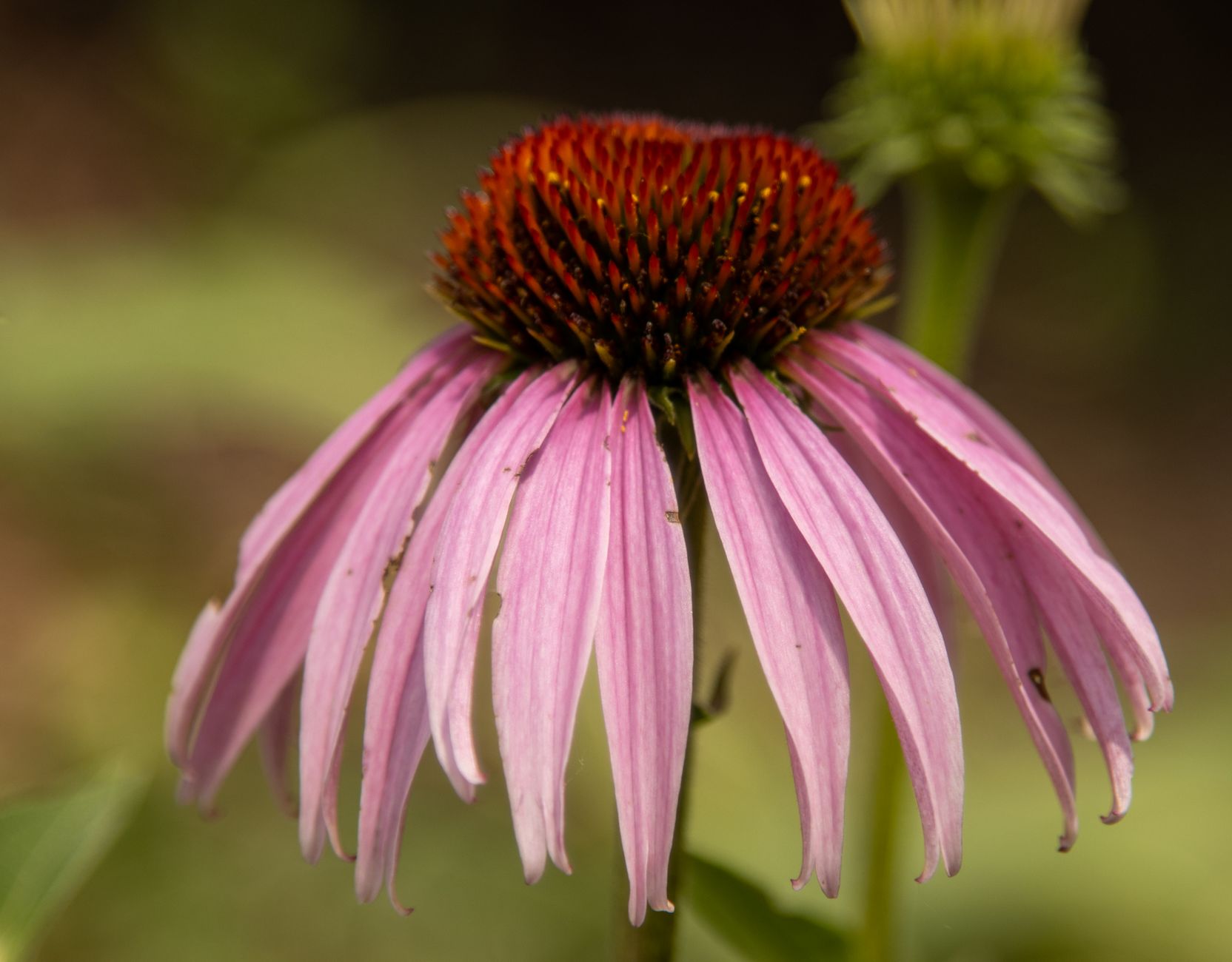 Photo de Scott Platt sur Pexels.com