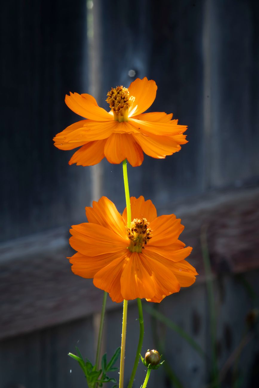 Photo de Dan Lynch sur Pexels.com