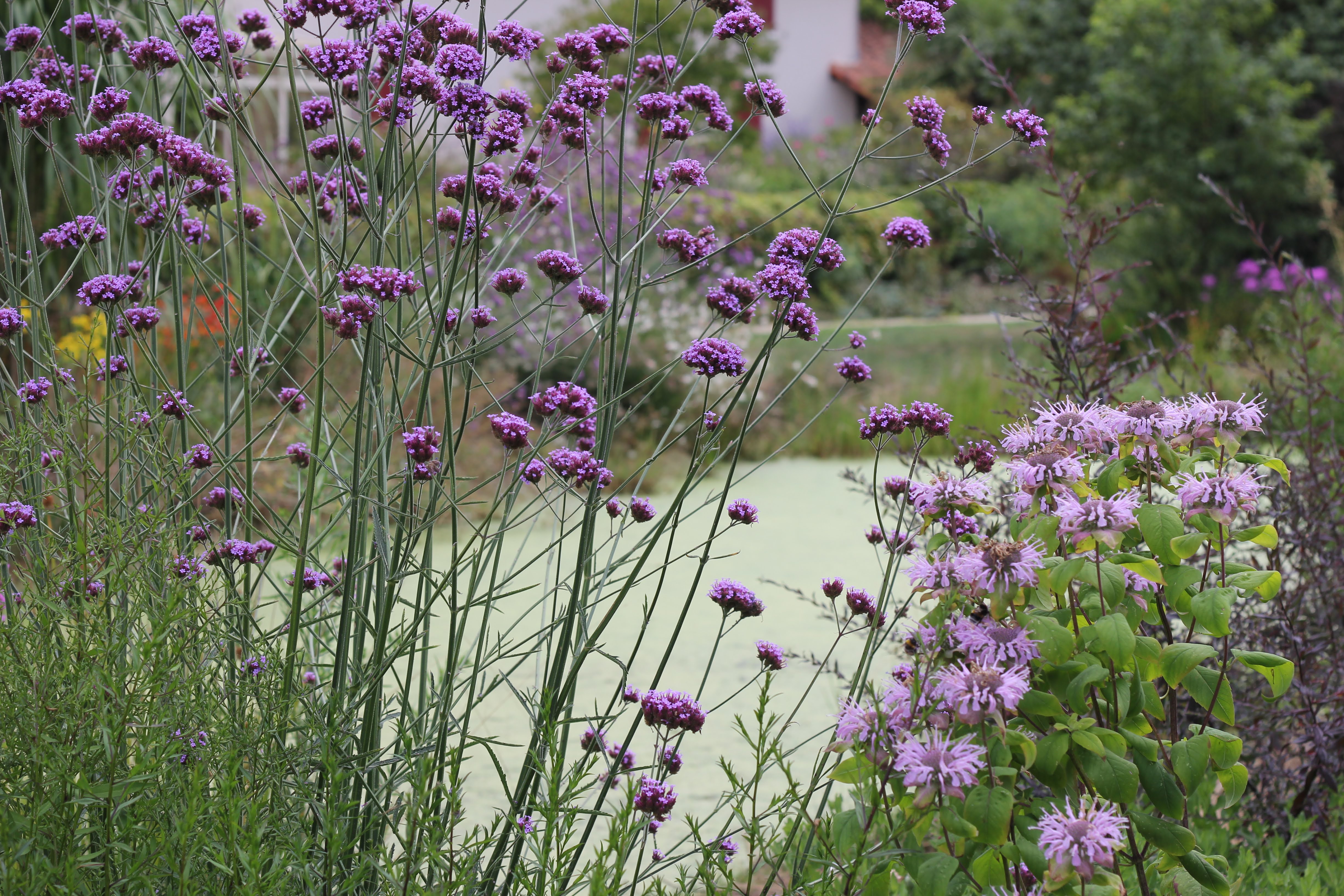 Gros plan sur des variétés de fleurs violettes devant une marre pleine de lentilles d'eau