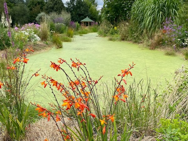 Imaginer mon jardin pour un Lughnasadh&nbsp;fleuri